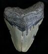 Bargain Megalodon Tooth #6996-1